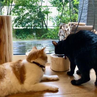 ふるさと納税 小林市 ひのきペットフードディッシュ Sの画像