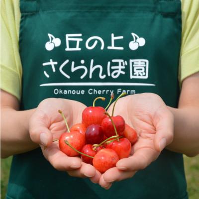 ふるさと納税 豊丘村 【丘の上さくらんぼ園】紅秀峰　500g 大満足の食べ応え!　2027年6月より順次発送 |  | 02