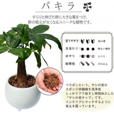 ふるさと納税 小山市 観葉植物　ミニ　パキラ　陶器　鉢植 |  | 01
