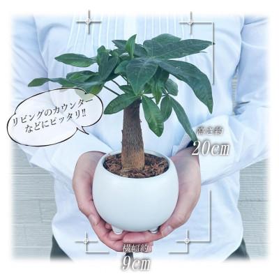 ふるさと納税 小山市 観葉植物　ミニ　パキラ　陶器　鉢植 |  | 02
