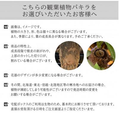 ふるさと納税 小山市 観葉植物　ミニ　パキラ　陶器　鉢植 |  | 03