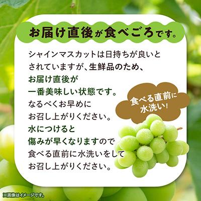 ふるさと納税 山梨市 【訳あり】 池田青果のシャインマスカット2房〜3房　1kg ふるさと納税 |  | 02