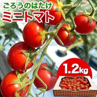 ふるさと納税 山陽小野田市 ごろうのはたけ ミニトマト 1.2kg