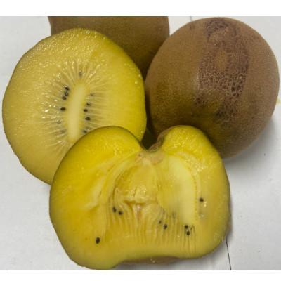 ふるさと納税 さぬき市 訳ありさぬきゴールドキウイ 約1.5kg