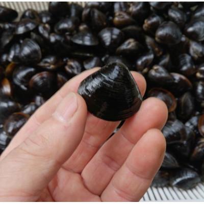 ふるさと納税 鳥取県 鳥取市湖山池の大しじみ(冷凍・砂抜き)500g×4パック |  | 02