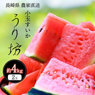 ふるさと納税 島原市 前田ファームのハウスうり坊 2玉 約4kg [ハウス栽培限定]