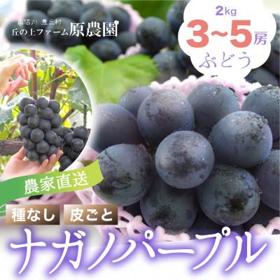 ふるさと納税 豊丘村 [丘の上ファーム]大玉ぶどう「ナガノパープル」2kg(3-5房) 2026年8月より発送