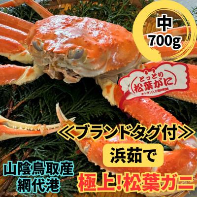 ふるさと納税 岩美町 鳥取網代港[ブランドタグ付]浜茹で!極上松葉ガニ(中)700g[さかなや新鮮組]