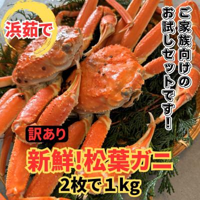 ふるさと納税 岩美町 鳥取網代港[訳あり]浜茹で!松葉ガニ1kgセット[さかなや新鮮組]