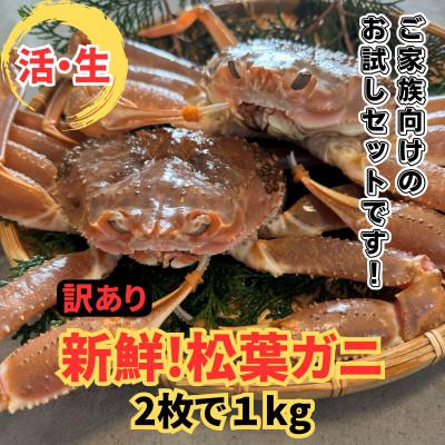 ふるさと納税 岩美町 鳥取網代港[訳あり]活!松葉ガニ1kgセット[さかなや新鮮組]