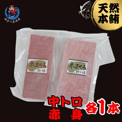 ふるさと納税 三浦市 神奈川県漁連 天然本マグロ 中トロ・赤身セット