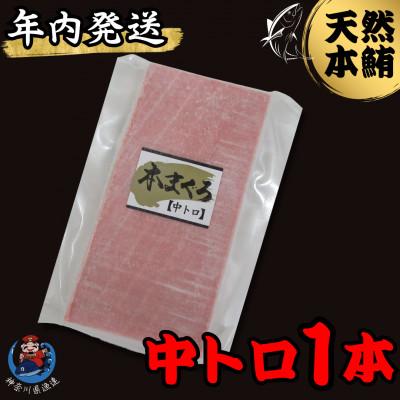 ふるさと納税 三浦市 [年内発送]神奈川県漁連 天然本マグロ 中トロ [お正月用]