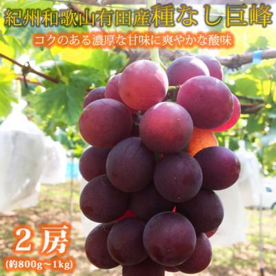 ふるさと納税 有田川町 紀州有田産の種なし巨峰ぶどう2房(約800g〜1kg)