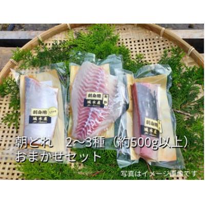 ふるさと納税 南伊勢町 伊勢志摩産 朝どれ お刺身用 おまかせセット新鮮 2〜3種 約500g 城水産が真空チルドでお届け