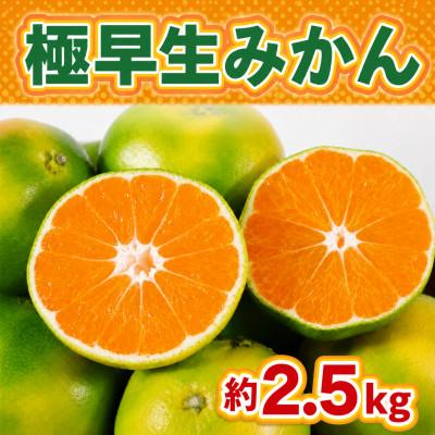 ふるさと納税 伊万里市 佐賀県産 極早生みかん 合計約2.5kg(伊万里市)