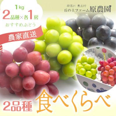 ふるさと納税 豊丘村 [丘の上ファーム]人気品種「ぶどう2品種食べ比べ」2品種各1房づつ 2026年9月より発送
