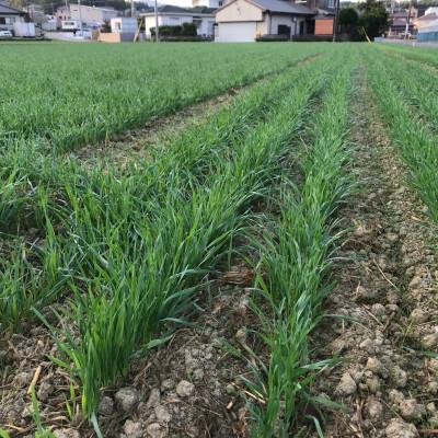 ふるさと納税 須恵町 【 無農薬栽培オーツヘイ 】(うさぎ用 ペットフード) 特選 70g×10袋の画像