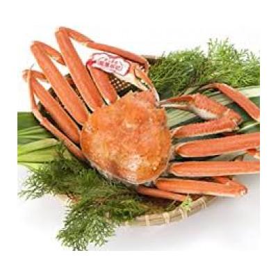 ふるさと納税 琴浦町 [先行予約]ブランドタグ付き 松葉ガニ(ボイル) 1枚(800g以上) [年内配送]