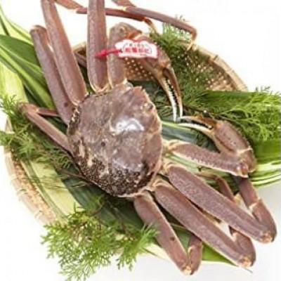 ふるさと納税 琴浦町 [先行予約]ブランドタグ付き 松葉ガニ(生) 1枚(800g以上) [年明け配送]