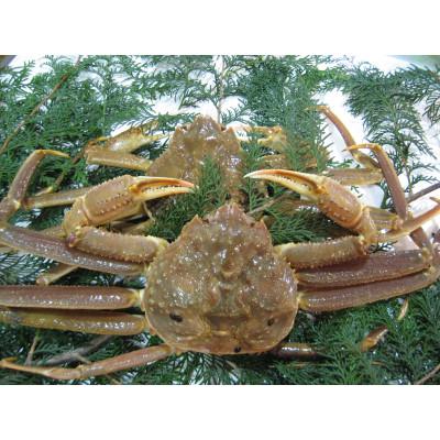 ふるさと納税 琴浦町 [訳アリ] 松葉ガニ(生) 2枚(計1.6kg以上) [年明け配送]