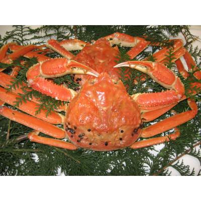 ふるさと納税 琴浦町 [訳アリ] 松葉ガニ(ボイル) 2枚(計1.6kg以上) [年明け配送]