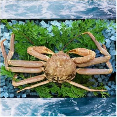 ふるさと納税 若桜町 [活き]ご自宅用松葉ガニ 大 1枚(800〜940g前後)