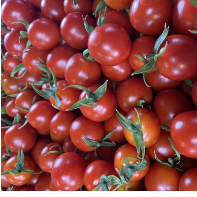 ふるさと納税 東かがわ市 はなまる農園の昔ながらのミニトマト サイズバラ3キロ