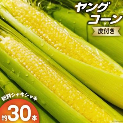 ふるさと納税 日向市 朝どれ とうもろこし ヤングコーン(ベビーコーン) 皮つき 約30本