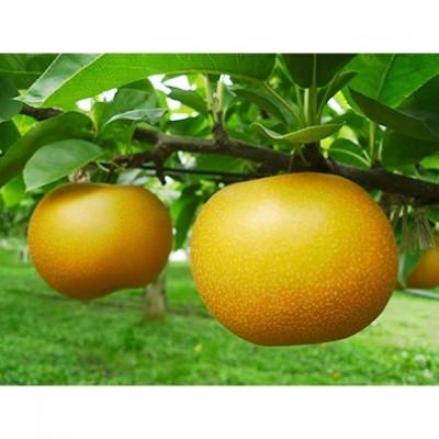 ふるさと納税 鏡石町 鈴木梨園の梨 約3kg(4〜9玉)