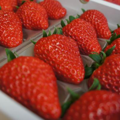 ふるさと納税 菊川市 [2026年2月上旬より順次発送]寒蜜いちご紅ほっぺ3Lサイズ以上 4パック(約300g×4)