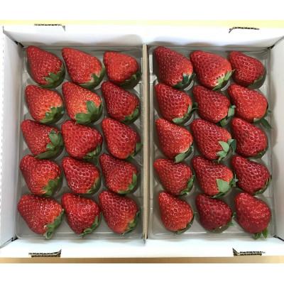 ふるさと納税 菊川市 [2026年2月上旬より順次発送]寒蜜いちご紅ほっぺ大粒 4パック(約300g×4)