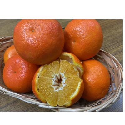 ふるさと納税 坂出市 [先行受付2027年]坂出市産 伊予柑 約5kg