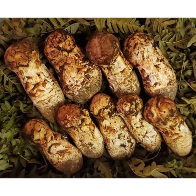 岩手県岩泉産松茸10/13午前採り(開き&傷物) 岩手県岩泉産松茸10/13午前採り(開き&傷物)