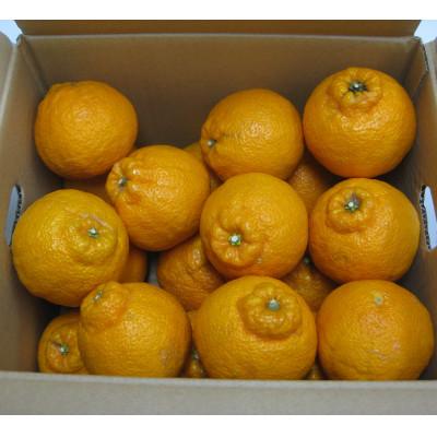 ふるさと納税 観音寺市 不知火(しらぬひ)約3kg