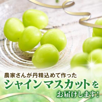 ふるさと納税 山梨市 【2026年発送】やみつきシャインマスカット 500g