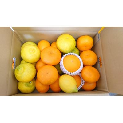 ふるさと納税 小田原市 おすすめ柑橘詰め合わせ5kg