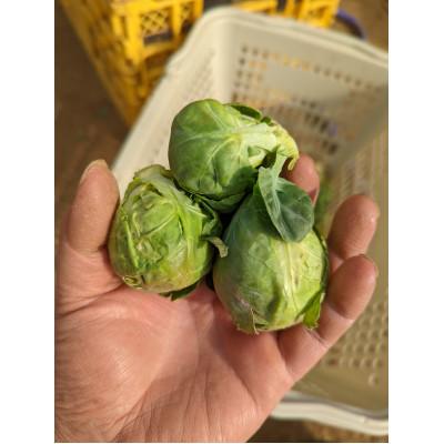 ふるさと納税 秦野市 [2026年1月から発送予定] ニュース everyに特集 芽キャベツ from 名水の里 秦野