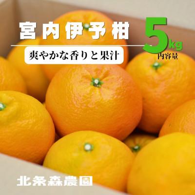 ふるさと納税 松山市 [2027年1月から順次発送]愛媛といえばいよかん 宮内伊予柑 5kg みかん