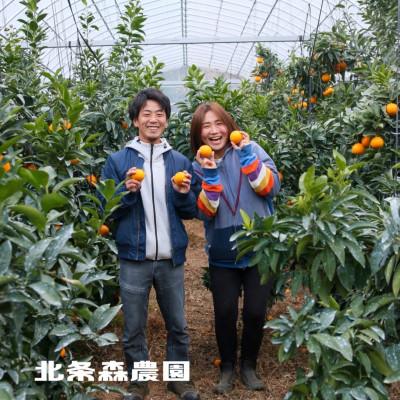 ふるさと納税 松山市 訳あり不揃いいよかん　5kg |  | 01