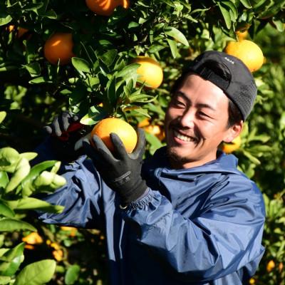 ふるさと納税 松山市 訳あり不揃いいよかん　5kg |  | 02