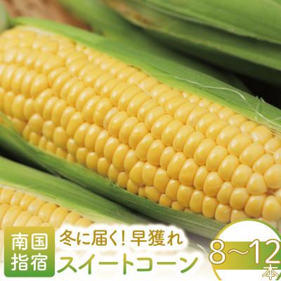ふるさと納税 指宿市 早獲れスイートコーン!温暖な気候とハウスで育ったあま〜いとうもろこし 8〜12本(010-1797)