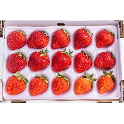 三重県オリジナルいちご新品種 希少な「うた乃」500g（250g×2