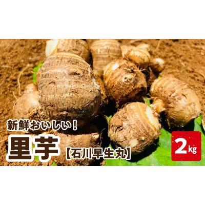 ふるさと納税 知名町 里芋(石川早生丸)(2kg)