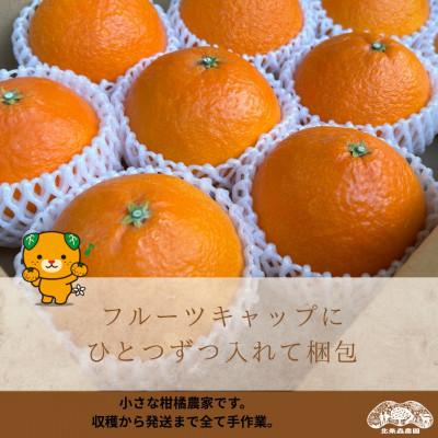 ふるさと納税 松山市 今話題のあいか48号 2027年3月より旬をお届け 紅