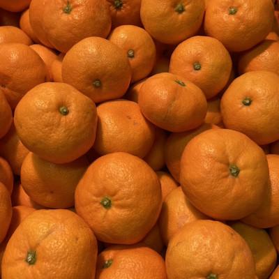 ふるさと納税 八幡浜市 [ご家庭用]横ちゃんちの早生みかん 約5kg[C84-3]