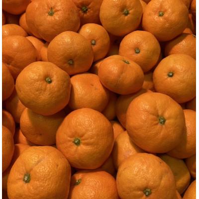 ふるさと納税 八幡浜市 厳選品!! 横ちゃんちの南柑20号 約5kg[C84-9]