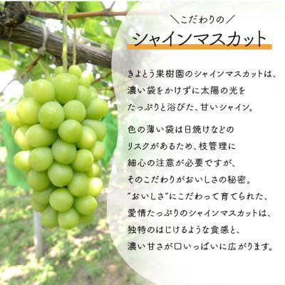 ふるさと納税 津山市 【きよとうファーム】【数量限定】大粒シャインマスカット厳選品1房 /700g以上(岡山県産) |  | 01