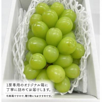ふるさと納税 津山市 【きよとうファーム】【数量限定】大粒シャインマスカット厳選品1房 /700g以上(岡山県産) |  | 02