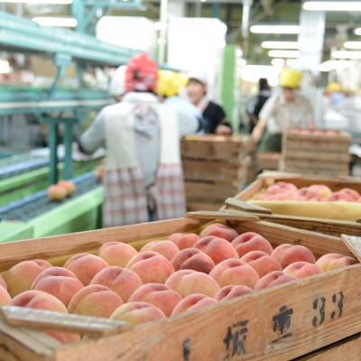 ふるさと納税 紀の川市 あら川の桃1.5Kg(5-7玉入り)【2026年 6月下旬から順次発送予定】の画像