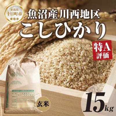 ふるさと納税 十日町市 魚沼産 川西 こしひかり 15kg 玄米 新潟県産お米 産地直送 十日町